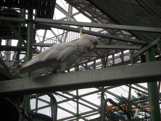 277 83e. Cairns - ZOOm at casino - white cockatoo