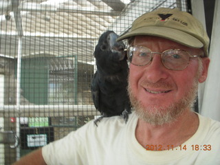 279 83e. Cairns - ZOOm at casino - black cockatoo and Adam