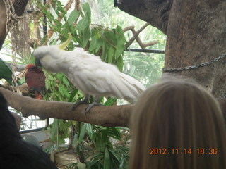 Cairns - ZOOm at casino - red parrot