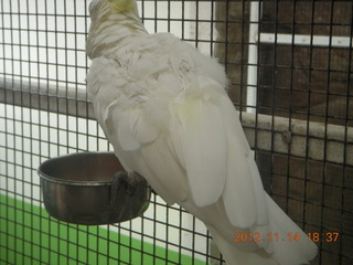 Cairns - ZOOm at casino - white cockatoo