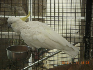 Cairns - ZOOm at casino - white cockatoo