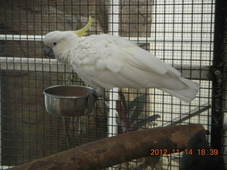 285 83e. Cairns - ZOOm at casino - white cockatoo