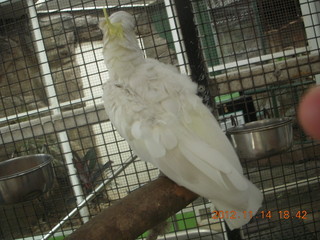 Cairns - ZOOm at casino - white cockatoo