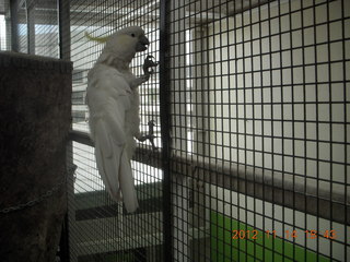 Cairns - ZOOm at casino - white cockatoo