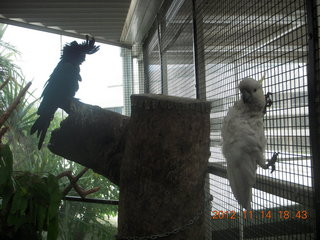 293 83e. Cairns - ZOOm at casino - white cockatoo