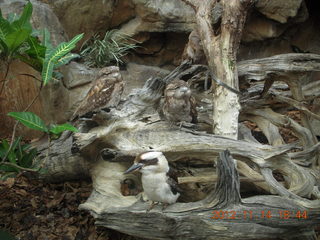 294 83e. Cairns - ZOOm at casino - bird