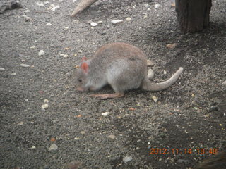 295 83e. Cairns - ZOOm at casino - kangaroo-like rodent