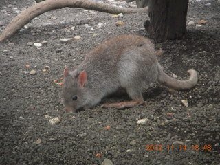 296 83e. Cairns - ZOOm at casino - kangaroo-like rodent