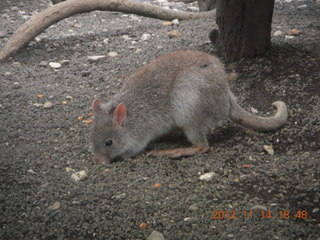 Cairns - ZOOm at casino - kangaroo-like rodent