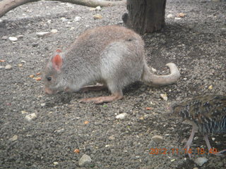 297 83e. Cairns - ZOOm at casino - kangaroo-like rodent