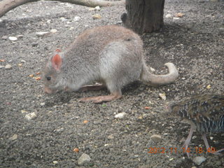 Cairns - ZOOm at casino - kangaroo-like rodent