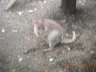 298 83e. Cairns - ZOOm at casino - kangaroo-like rodent