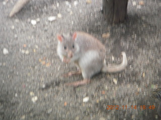 Cairns - ZOOm at casino - kangaroo-like rodent