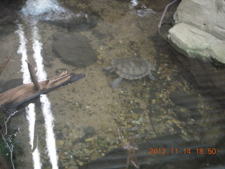 Cairns - ZOOm at casino - turtles