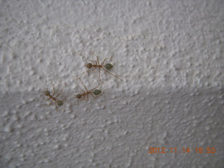 301 83e. Cairns - ZOOm at casino - green ants