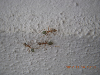 Cairns - ZOOm at casino - green ants