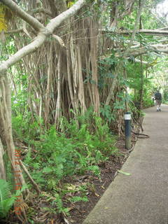 133 83f. Kurunda rain forest tour