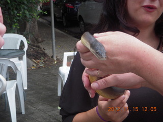 140 83f. Kurunda rain forest tour - Venom Zoo snake