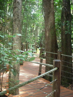 188 83f. rain forest tour - Skyrail stop 1