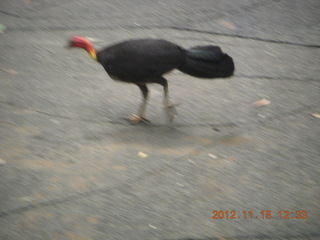 198 83f. rain forest tour - Skyrail stop 1 - bird