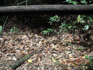 205 83f. rain forest tour - Skyrail stop 1