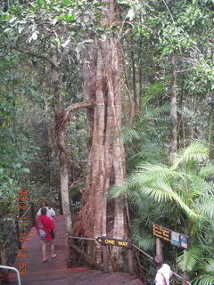 rain forest tour - Skyrail stop 2