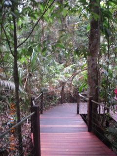 256 83f. rain forest tour - Skyrail stop 2