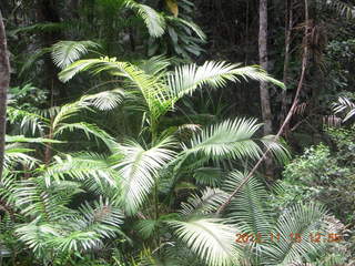 261 83f. rain forest tour - Skyrail stop 2