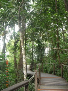 265 83f. rain forest tour - Skyrail stop 2