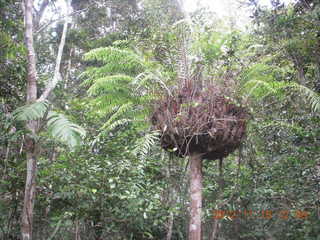 271 83f. rain forest tour - Skyrail stop 2