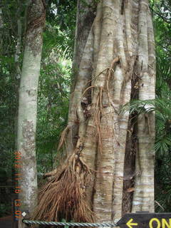 284 83f. rain forest tour - Skyrail stop 2