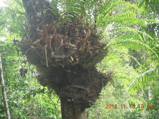 288 83f. rain forest tour - Skyrail stop 2