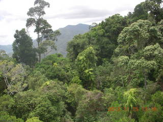 305 83f. rain forest tour - Skyrail