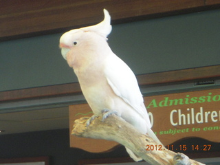 337 83f. Hartley's Crocodile Adventures - cockatoo