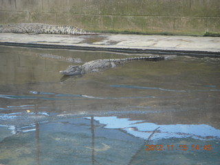342 83f. Hartley's Crocodile Adventures - crocodile farm