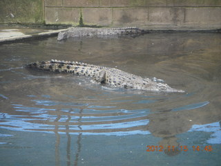 343 83f. Hartley's Crocodile Adventures - crocodile farm