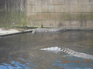 344 83f. Hartley's Crocodile Adventures - crocodile farm