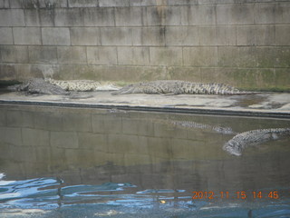 345 83f. Hartley's Crocodile Adventures - crocodile farm