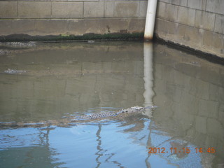 Hartley's Crocodile Adventures - crocodile farm