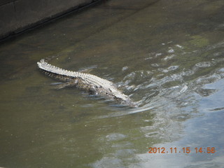 349 83f. Hartley's Crocodile Adventures - crocodile farm