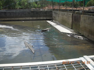 351 83f. Hartley's Crocodile Adventures - crocodile farm