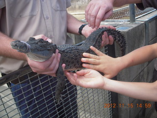 353 83f. Hartley's Crocodile Adventures - crocodile farm