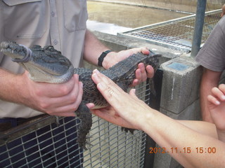 354 83f. Hartley's Crocodile Adventures - crocodile farm