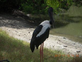 357 83f. Hartley's Crocodile Adventures - bird