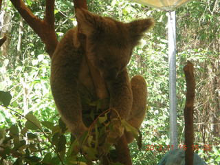 372 83f. Hartley's Crocodile Adventures - koala