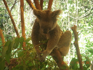 373 83f. Hartley's Crocodile Adventures - koala