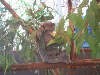 374 83f. Hartley's Crocodile Adventures - koala