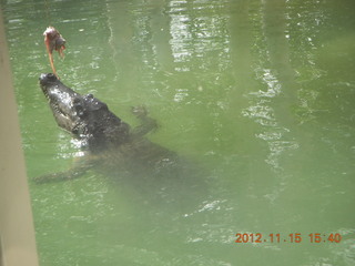 382 83f. Hartley's Crocodile Adventures boat ride - crocodile