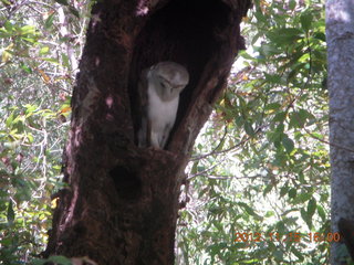 386 83f. Hartley's Crocodile Adventures - owl