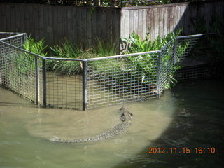 397 83f. Hartley's Crocodile Adventures - crocodile show